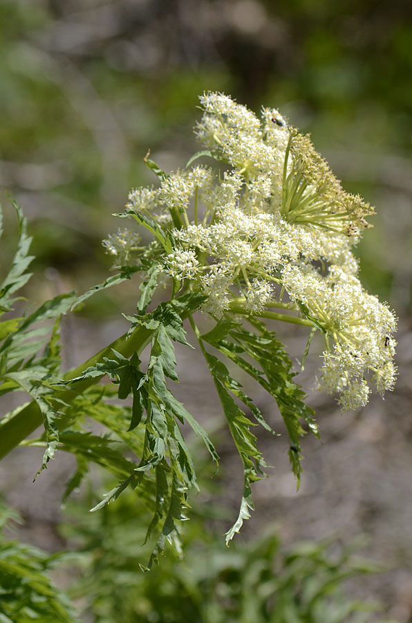 Molopospermum peloponnesiacum / Cicutaria fetida